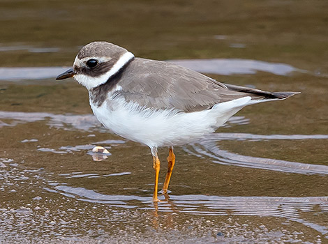Common Ringed Plover